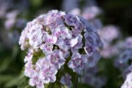 Dianthus Mix Colour Flower Seeds 20 Seeds - Image 5
