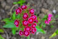 Dianthus Mix Colour Flower Seeds 20 Seeds - Image 7