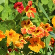 Dwarf Nasturtium Seeds, Jewel Mixture Flower Seed - Pack of 10 Seeds - Image 2