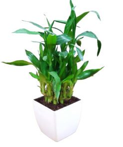 Air Purifying 2 Layer Lucky Bamboo Plant in White Square Fiber Pot