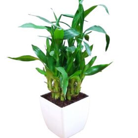 Air Purifying 2 Layer Lucky Bamboo Plant in White Square Fiber Pot