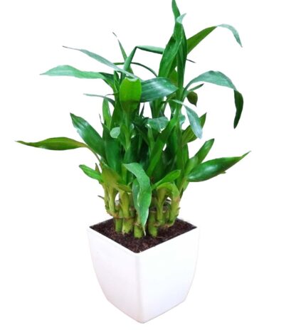 Air Purifying 2 Layer Lucky Bamboo Plant in White Square Fiber Pot