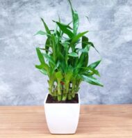 Air Purifying 2 Layer Lucky Bamboo Plant in White Square Fiber Pot - Image 3