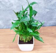 Air Purifying 2 Layer Lucky Bamboo Plant in White Square Fiber Pot - Image 4