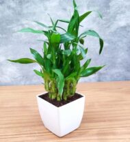 Air Purifying 2 Layer Lucky Bamboo Plant in White Square Fiber Pot - Image 5