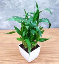 Air Purifying 2 Layer Lucky Bamboo Plant in White Square Fiber Pot - Image 6