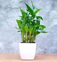 Air Purifying 2 Layer Lucky Bamboo Plant in White Square Fiber Pot - Image 7