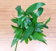 Air Purifying 2 Layer Lucky Bamboo Plant in White Square Fiber Pot - Image 8