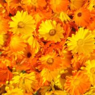 Fancy Mix Marigold Flower Seeds 50 Seeds