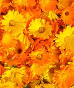 Fancy Mix Marigold Flower Seeds 50 Seeds