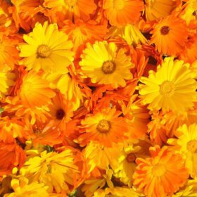 Fancy Mix Marigold Flower Seeds 50 Seeds