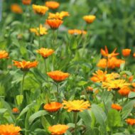 Fancy Mix Marigold Flower Seeds 50 Seeds - Image 3