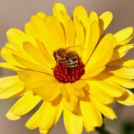 Fancy Mix Marigold Flower Seeds 50 Seeds - Image 4