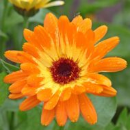 Fancy Mix Marigold Flower Seeds 50 Seeds - Image 7