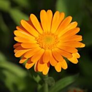 Fancy Mix Marigold Flower Seeds 50 Seeds - Image 8
