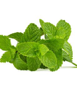 Mint Pudina Seeds for Home Gardening – 30 High-Germination Seeds for Balcony, Terrace & Kitchen Garden | Organic Seeds