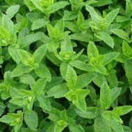 Mint Pudina Seeds for Home Gardening – 30 High-Germination Seeds for Balcony, Terrace & Kitchen Garden | Organic Seeds - Image 3