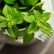 Mint Pudina Seeds for Home Gardening – 30 High-Germination Seeds for Balcony, Terrace & Kitchen Garden | Organic Seeds - Image 5