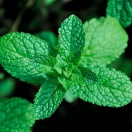 Mint Pudina Seeds for Home Gardening – 30 High-Germination Seeds for Balcony, Terrace & Kitchen Garden | Organic Seeds - Image 7