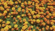 African Marigold Crackjack Inca Mix Seed - 50 Seeds Pack
