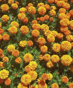 African Marigold Crackjack Inca Mix Seed - 50 Seeds Pack