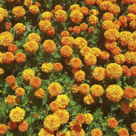 African Marigold Crackjack Inca Mix Seed - 50 Seeds Pack