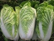 Cabbage Chinese Vegetable Bok Choy Pok Choy Seed - 50 Seeds Pack for Home Garden, Non-GMO Organic Asian Greens, Perfect for Kitchen & Outdoor Gardening, High Yield, Easy to Grow - Image 2