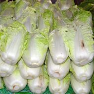 Cabbage Chinese Vegetable Bok Choy Pok Choy Seed - 50 Seeds Pack for Home Garden, Non-GMO Organic Asian Greens, Perfect for Kitchen & Outdoor Gardening, High Yield, Easy to Grow - Image 4