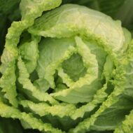 Cabbage Chinese Vegetable Bok Choy Pok Choy Seed - 50 Seeds Pack for Home Garden, Non-GMO Organic Asian Greens, Perfect for Kitchen & Outdoor Gardening, High Yield, Easy to Grow - Image 7