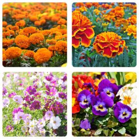 Flower Seeds Combo - African Marigold, French Marigold, Cosmos Seeds & Pansy Seeds - Easy-to-Grow, High-Germination Seed Combo for Home & Outdoor Planting