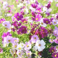Flower Seeds Combo - African Marigold, French Marigold, Cosmos Seeds & Pansy Seeds - Easy-to-Grow, High-Germination Seed Combo for Home & Outdoor Planting - Image 3