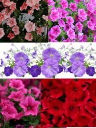 Flower Seeds Combo - African Marigold, French Marigold, Cosmos Seeds & Pansy Seeds - Easy-to-Grow, High-Germination Seed Combo for Home & Outdoor Planting - Image 8