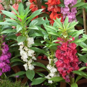 Balsam Dwarf Double Mixed Flower Seed - 100 Seeds Pack for Vibrant Garden Blooms