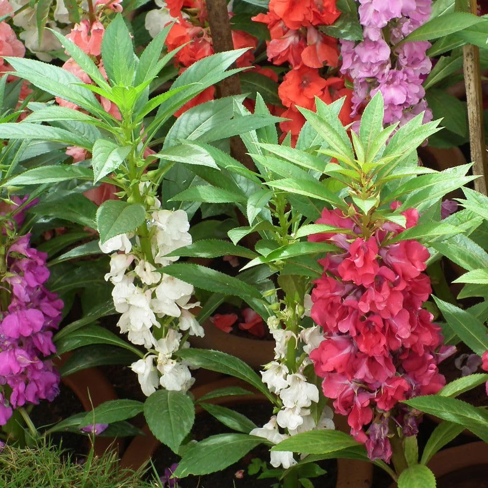 Balsam Dwarf Double Mixed Flower Seed - 100 Seeds Pack for Vibrant Garden Blooms