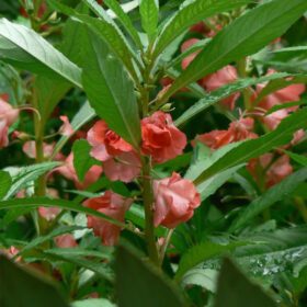 Balsam Dwarf Double Mixed Flower Seed - 100 Seeds Pack for Vibrant Garden Blooms - Image 2