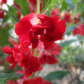 Balsam Dwarf Double Mixed Flower Seed - 100 Seeds Pack for Vibrant Garden Blooms - Image 3