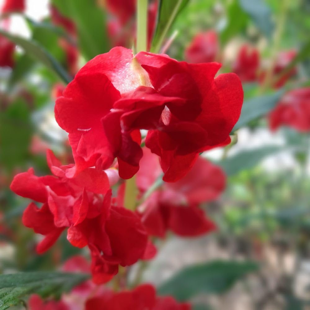 Balsam Dwarf Double Mixed Flower Seed - 100 Seeds Pack for Vibrant Garden Blooms - Image 3