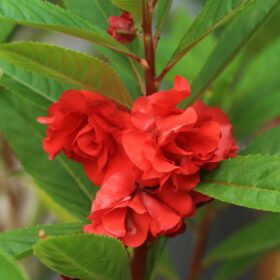 Balsam Dwarf Double Mixed Flower Seed - 100 Seeds Pack for Vibrant Garden Blooms - Image 4
