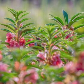 Balsam Dwarf Double Mixed Flower Seed - 100 Seeds Pack for Vibrant Garden Blooms - Image 5