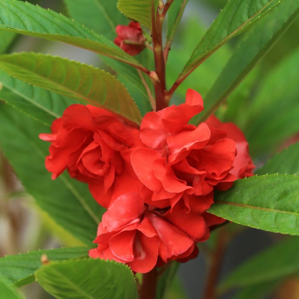 Balsam Dwarf Double Mixed Flower Seed - 100 Seeds Pack for Vibrant Garden Blooms - Image 6