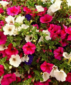 Petunia Seeds Mix Colour - 50 Seeds Pack for a Colorful Garden - Vibrant Blooms Galore