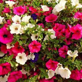 Petunia Seeds Mix Colour - 50 Seeds Pack for a Colorful Garden - Vibrant Blooms Galore