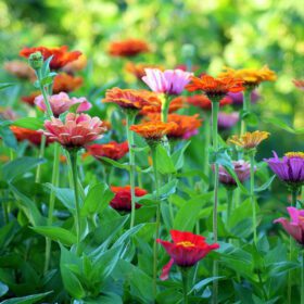 Zinnia Mix Colour Flower Seed - 20 Seeds Pack