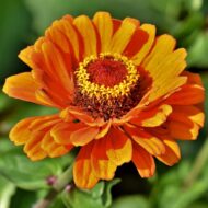 Zinnia Mix Colour Flower Seed - 20 Seeds Pack - Image 2