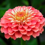 Zinnia Mix Colour Flower Seed - 20 Seeds Pack - Image 4