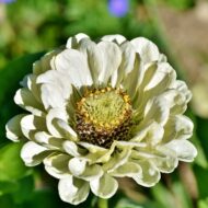 Zinnia Mix Colour Flower Seed - 20 Seeds Pack - Image 5