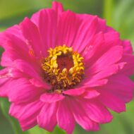 Zinnia Mix Colour Flower Seed - 20 Seeds Pack - Image 6