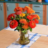 Zinnia Mix Colour Flower Seed - 20 Seeds Pack - Image 7