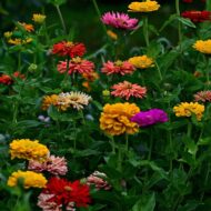 Zinnia Mix Colour Flower Seed - 20 Seeds Pack - Image 8