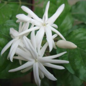 Kunda Downy Jasmine Star Jasmine Flower Plant